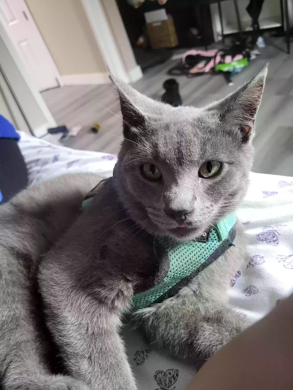 Lost cat in San Diego, CA, 92114