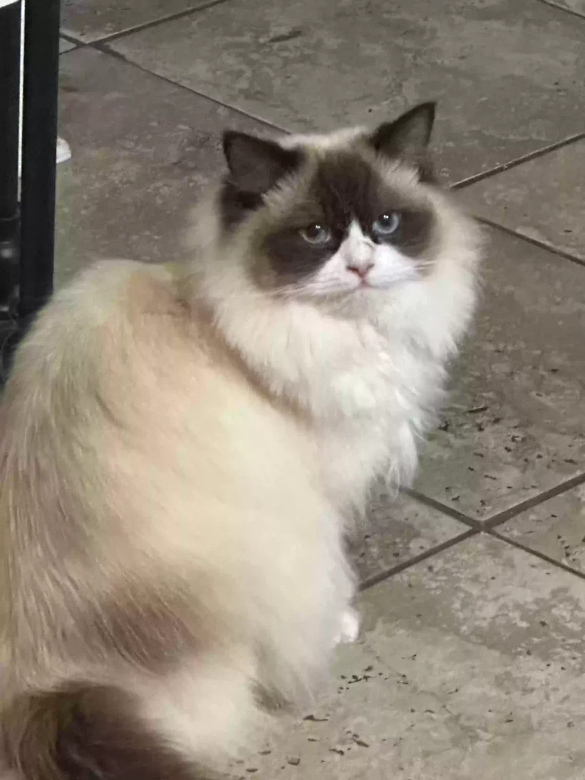 Lost cat in Lafayette, LA, 70503
