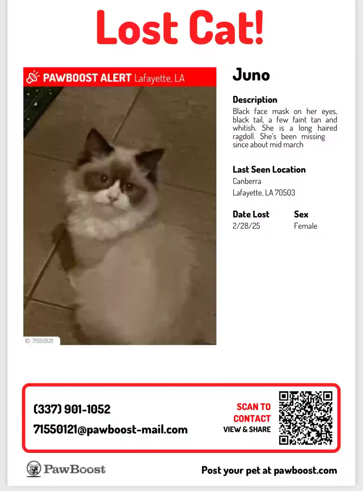 Lost cat in Lafayette, LA, 70503