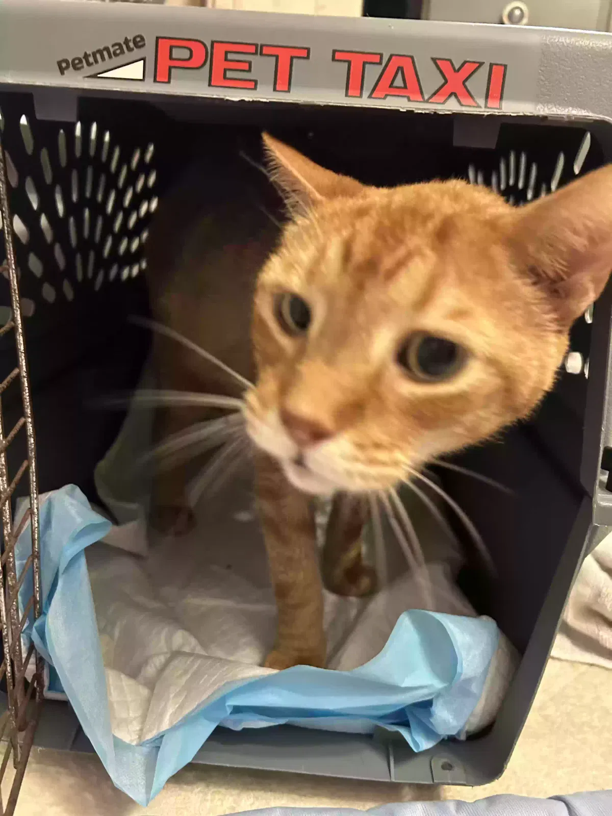 Found cat in Mount Pleasant, SC, 29464