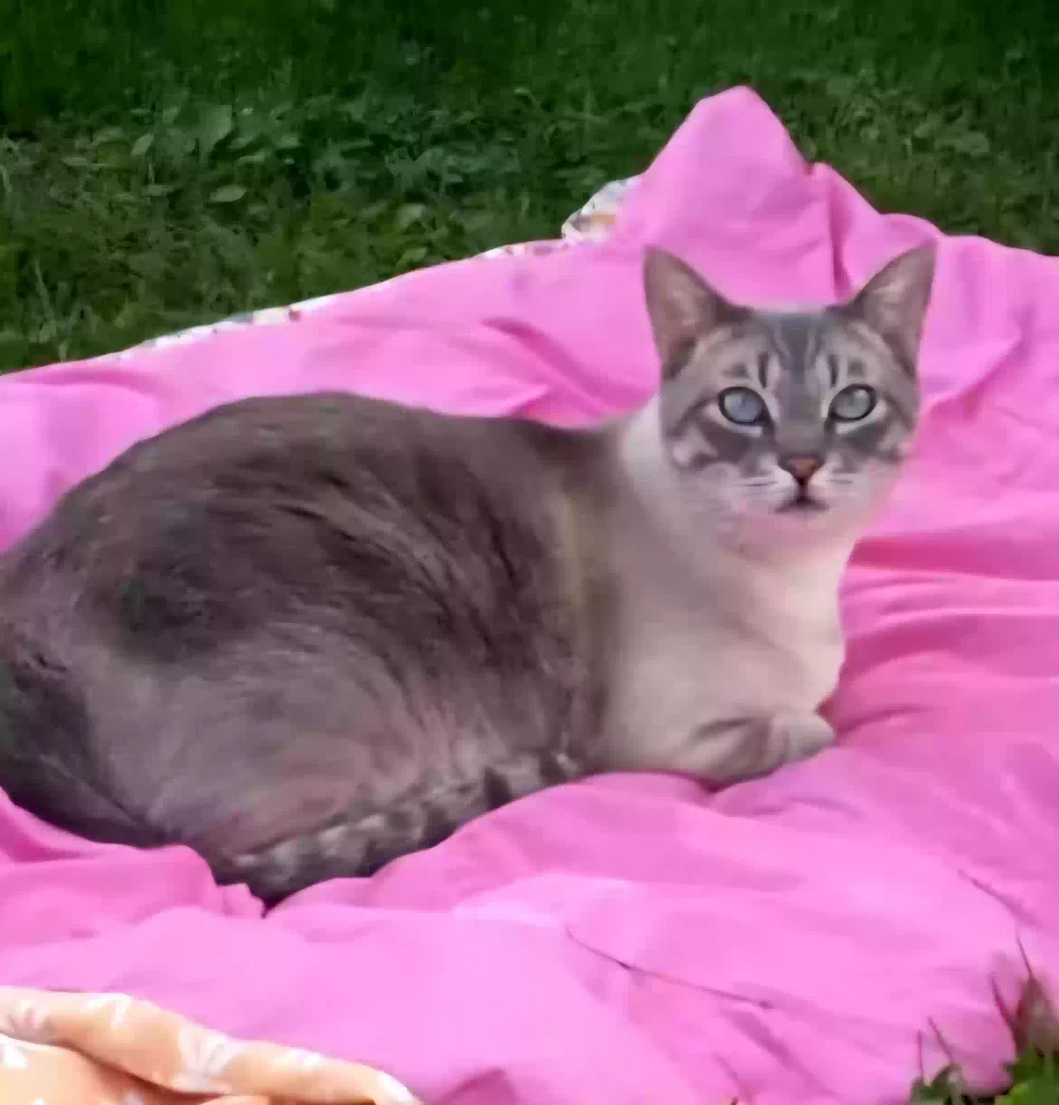 Lost cat in Bristol, WI, 53104