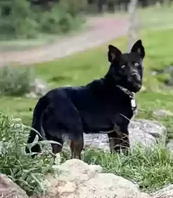 Lost dog in Concho, AZ, 85924