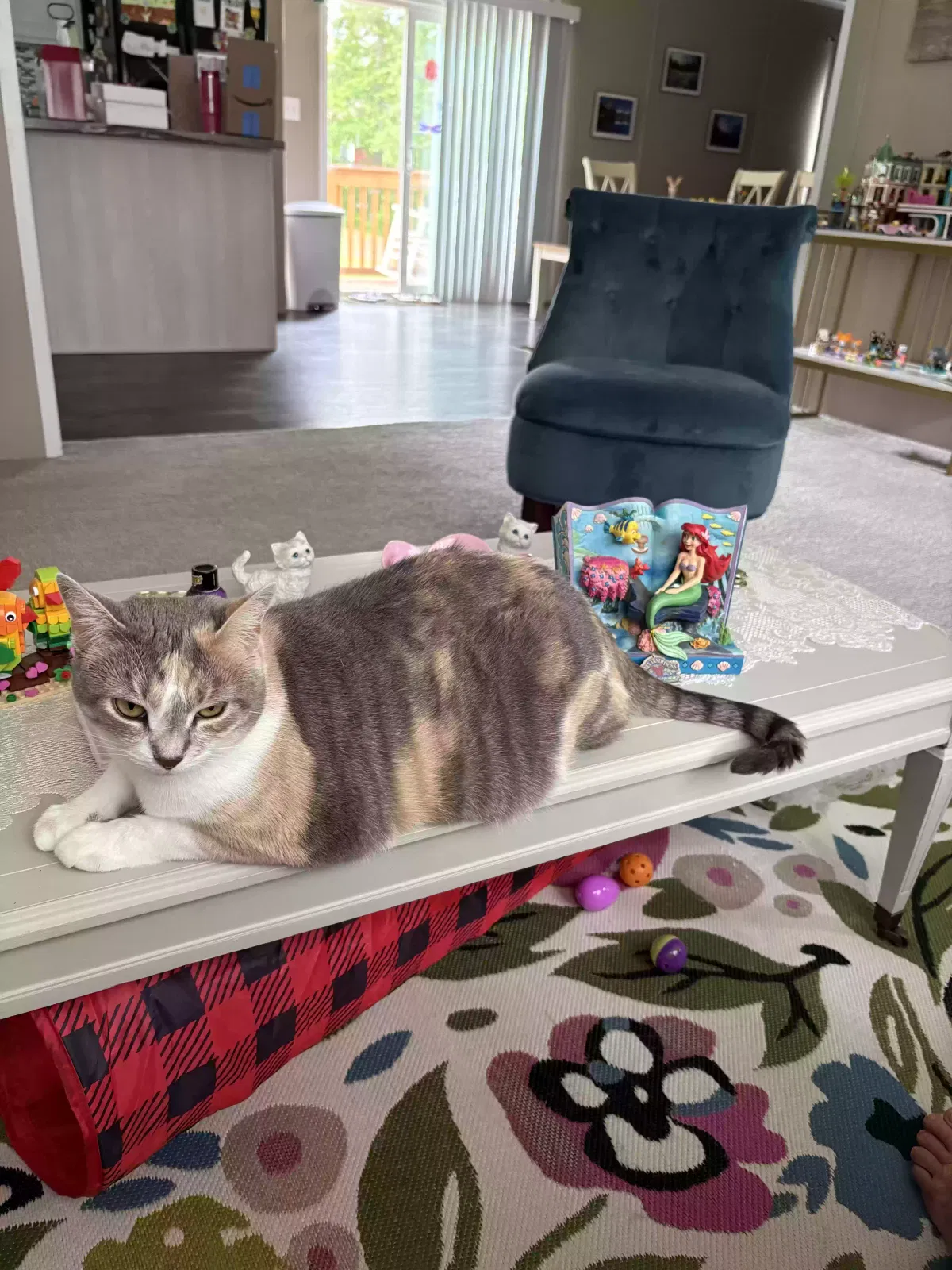 Lost cat in Hampstead, NC, 28443
