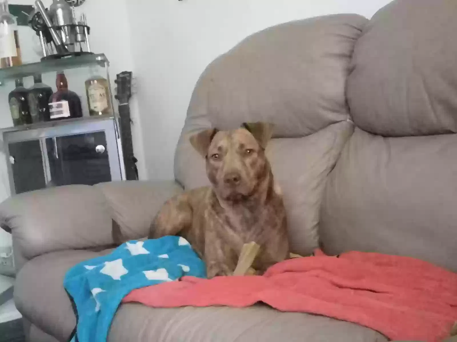 Lost dog in San Antonio, TX, 78228
