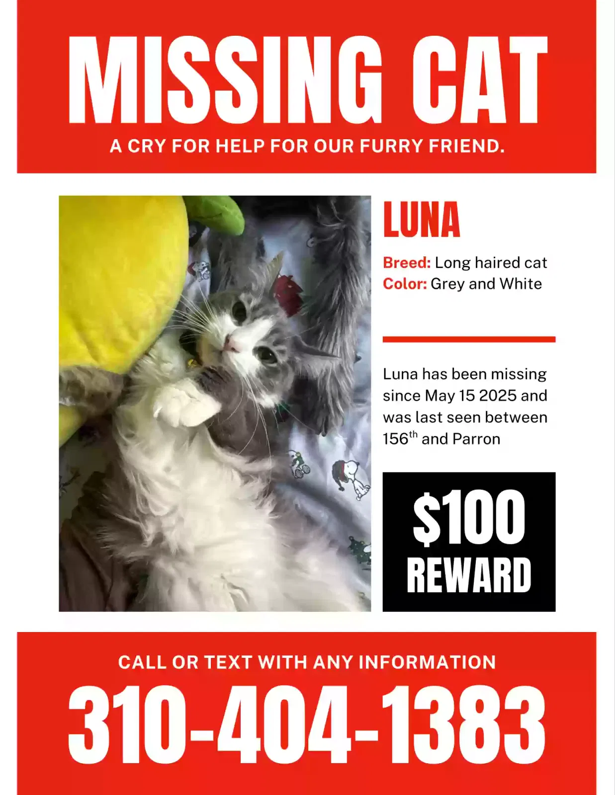 Lost cat in Gardena, CA, 90249