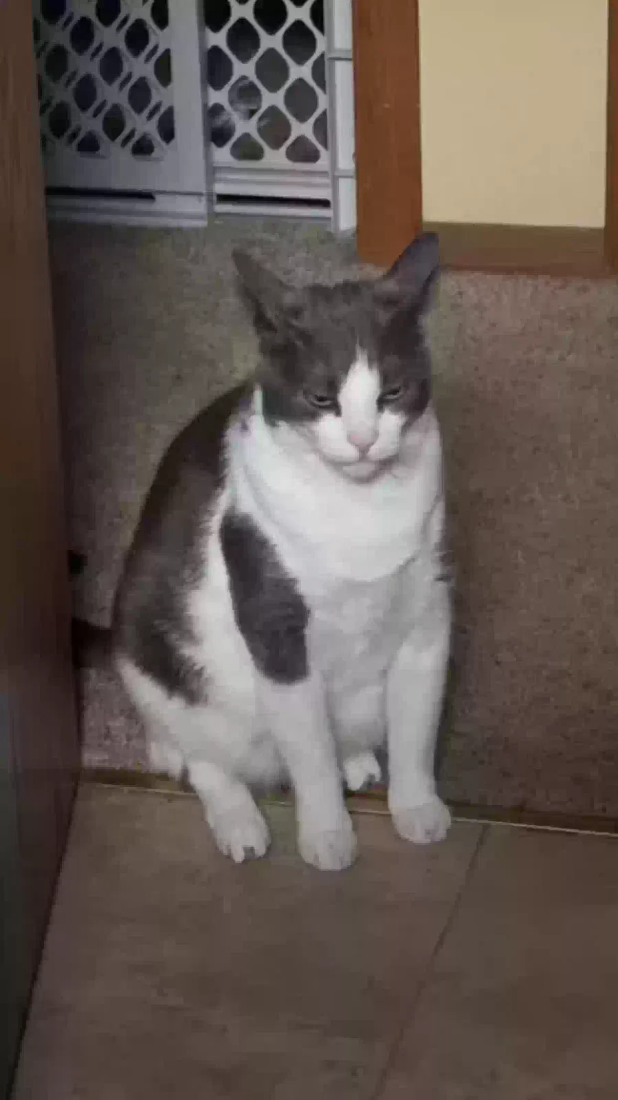Lost cat in Copperas Cove, TX, 76522