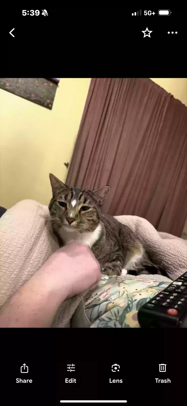 Lost cat in Wellington, FL, 33414
