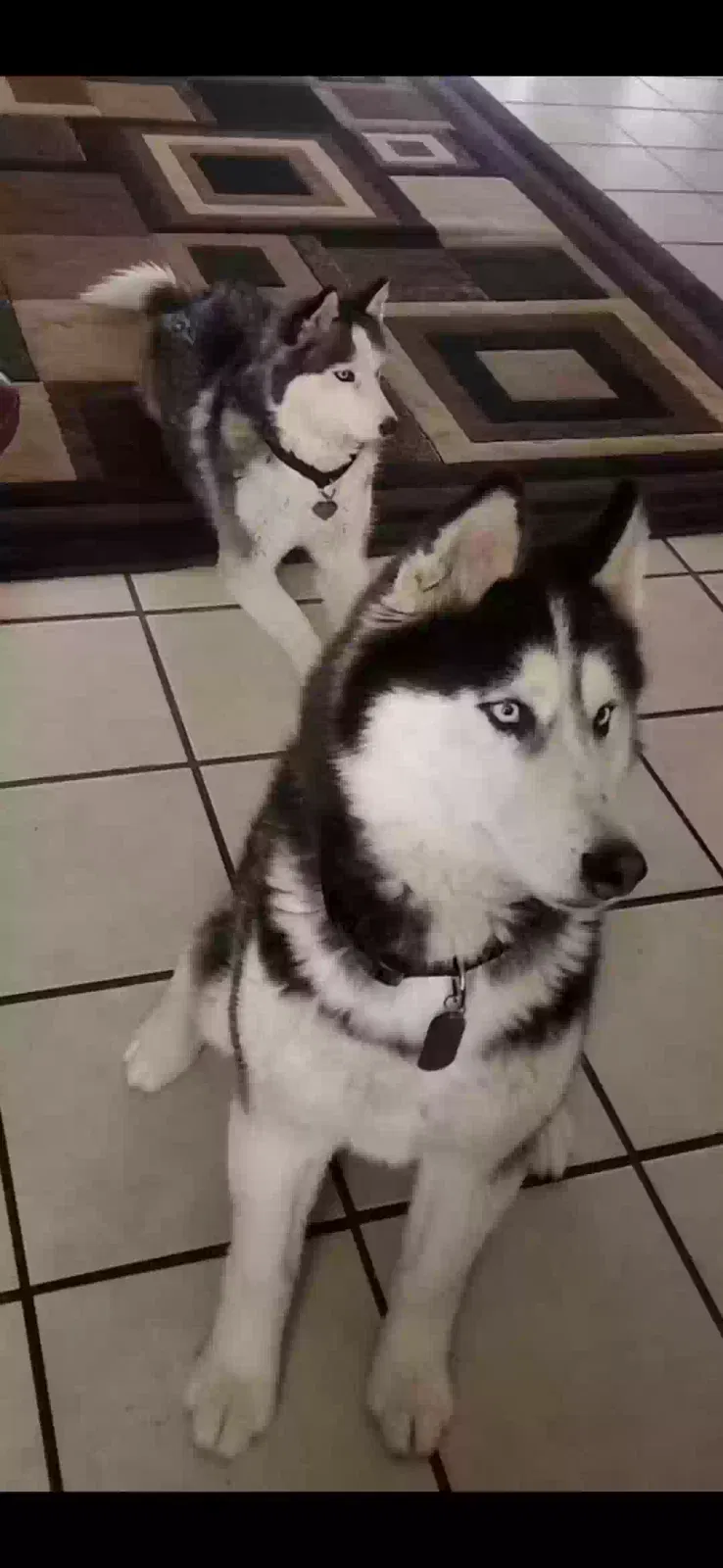 Lost dog in Albuquerque, NM, 87121