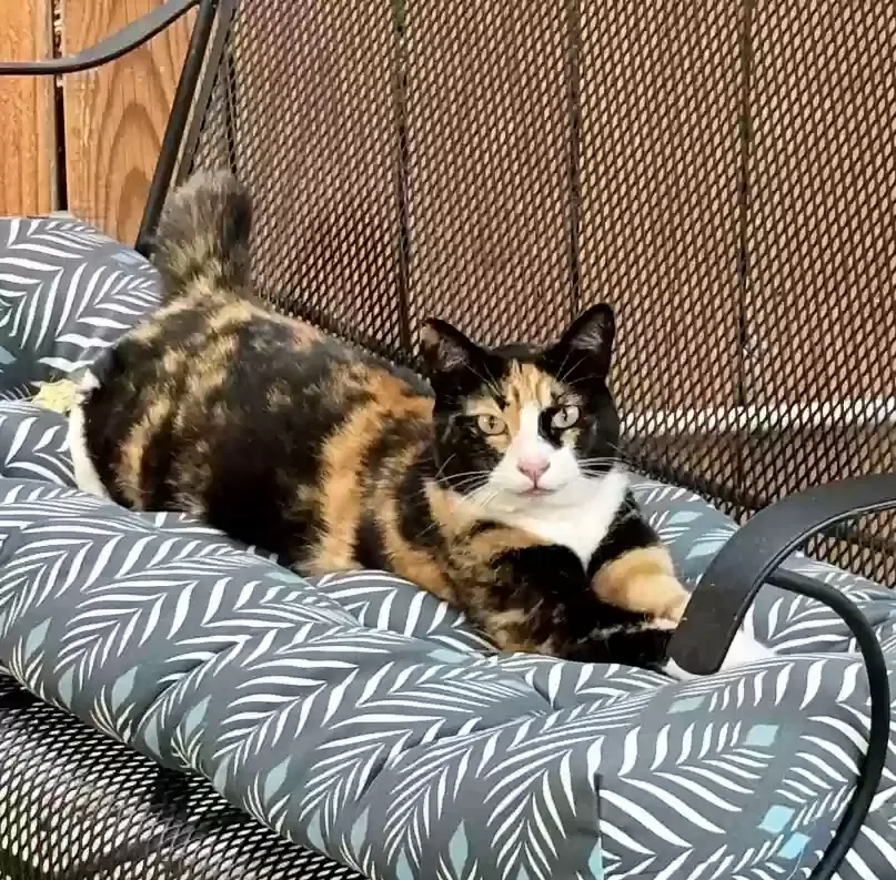 Lost cat in Portland, OR, 97203