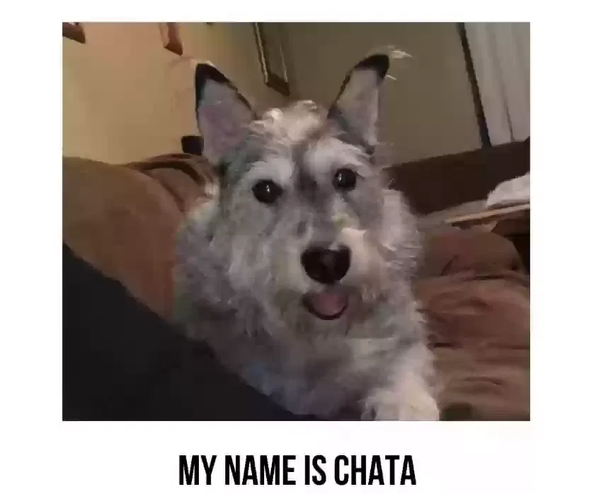 Lost dog in Los Angeles, CA, 90018
