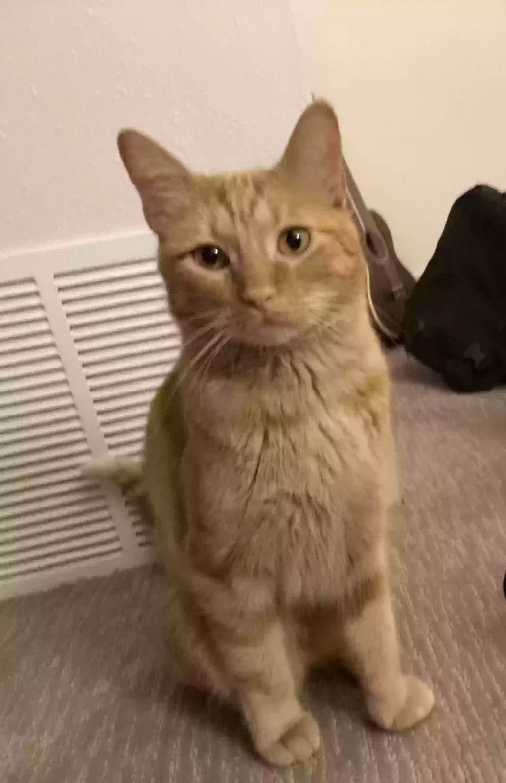 Lost cat in Salt Lake City, UT, 84105
