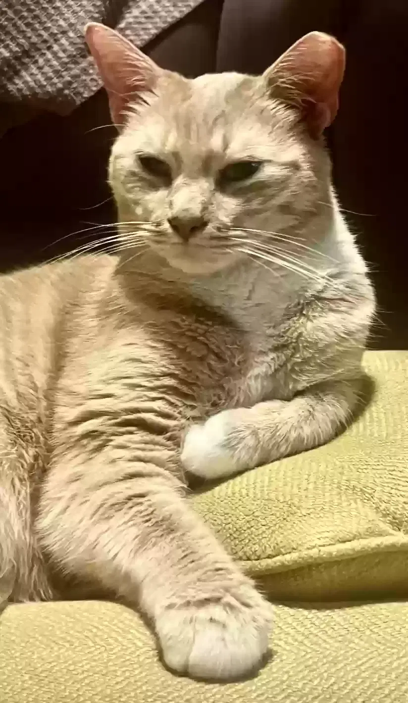 Lost cat in Columbus, OH, 43201