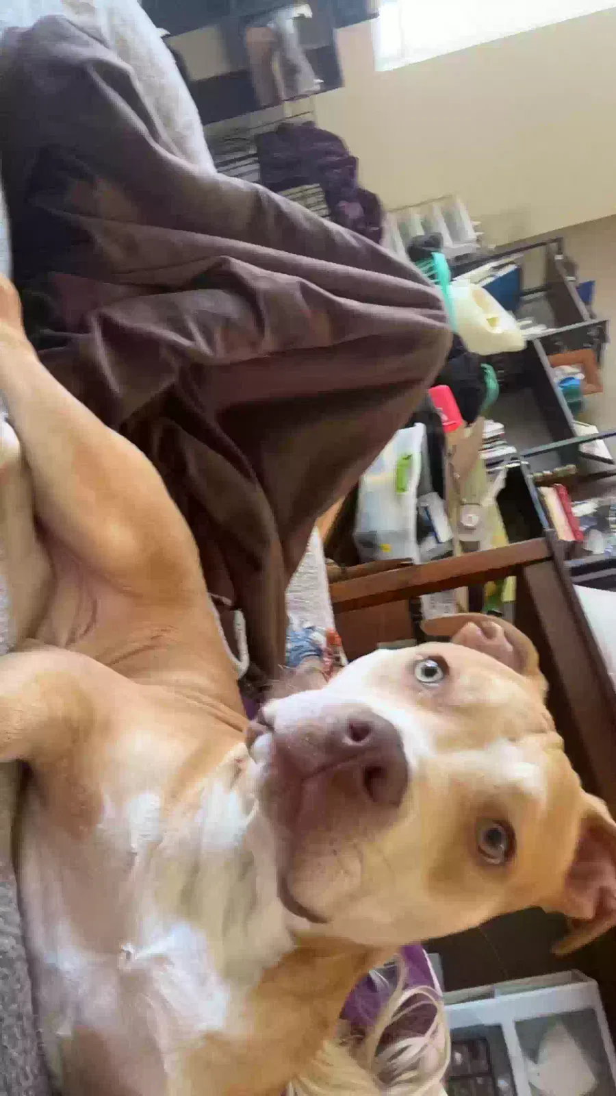 Lost dog in Las Vegas, NV, 89178