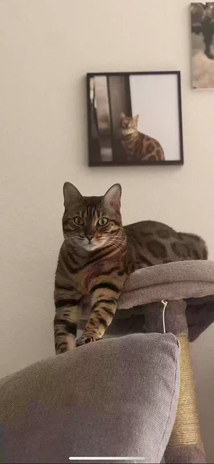 Lost cat in Menifee, CA, 92584