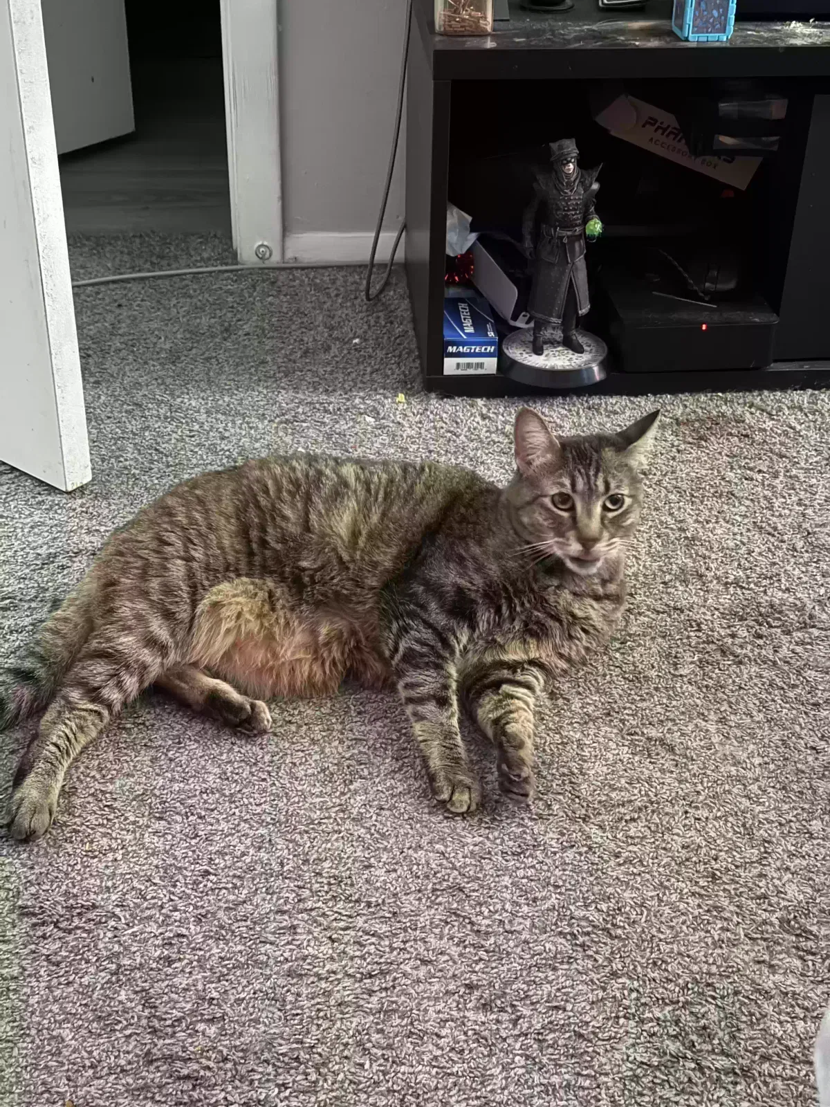 Lost cat in Newport News, VA, 23606