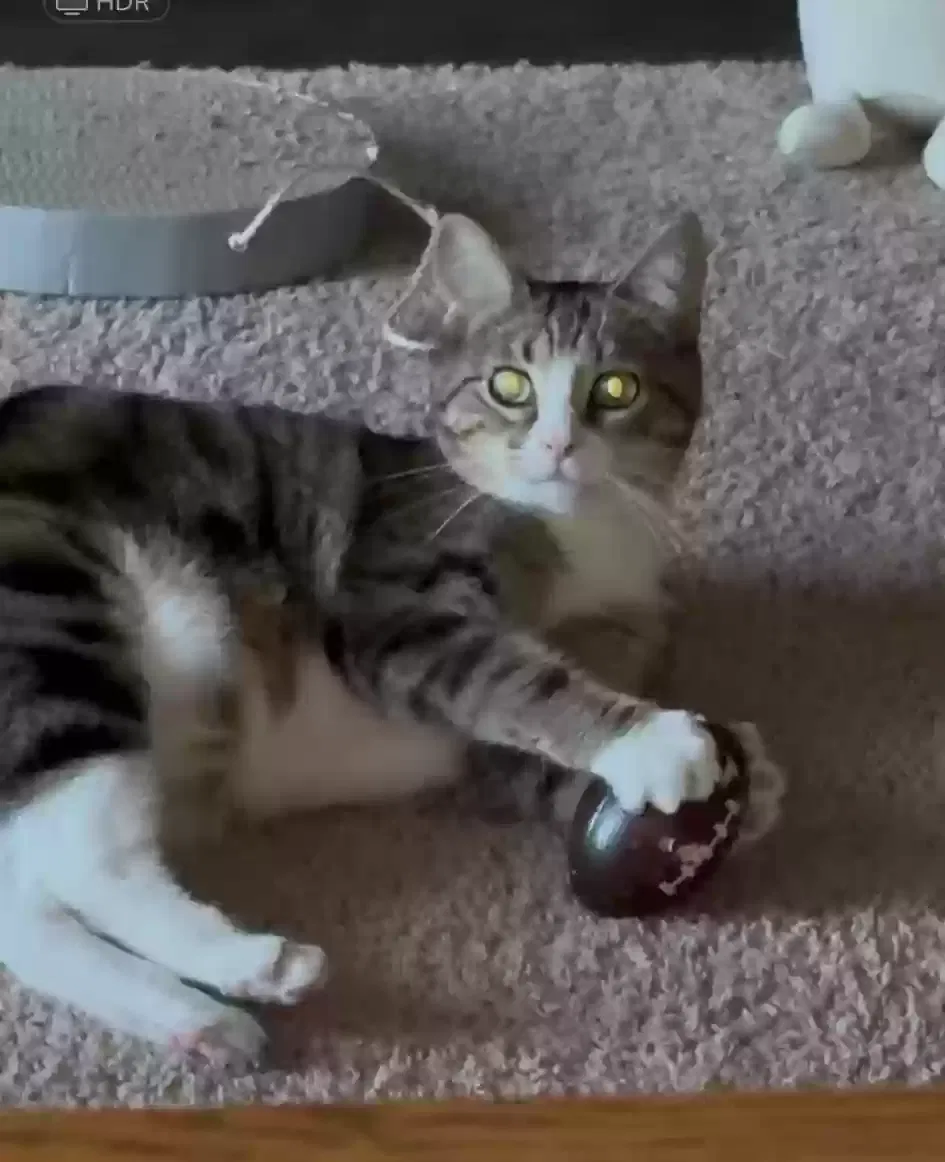 Lost cat in Waukesha, WI, 53186