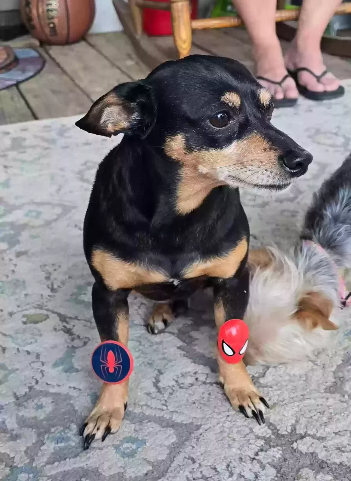 Lost dog in Galveston, TX, 77554