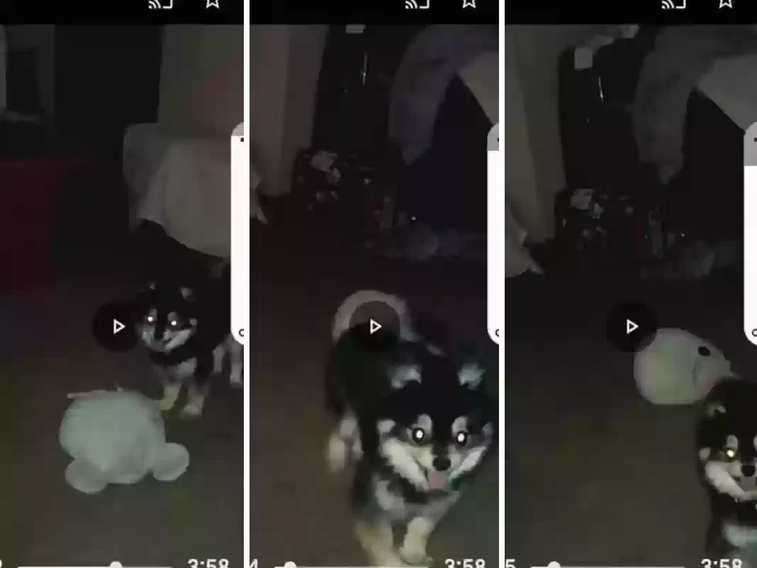 Lost dog in Anchorage, AK, 99501
