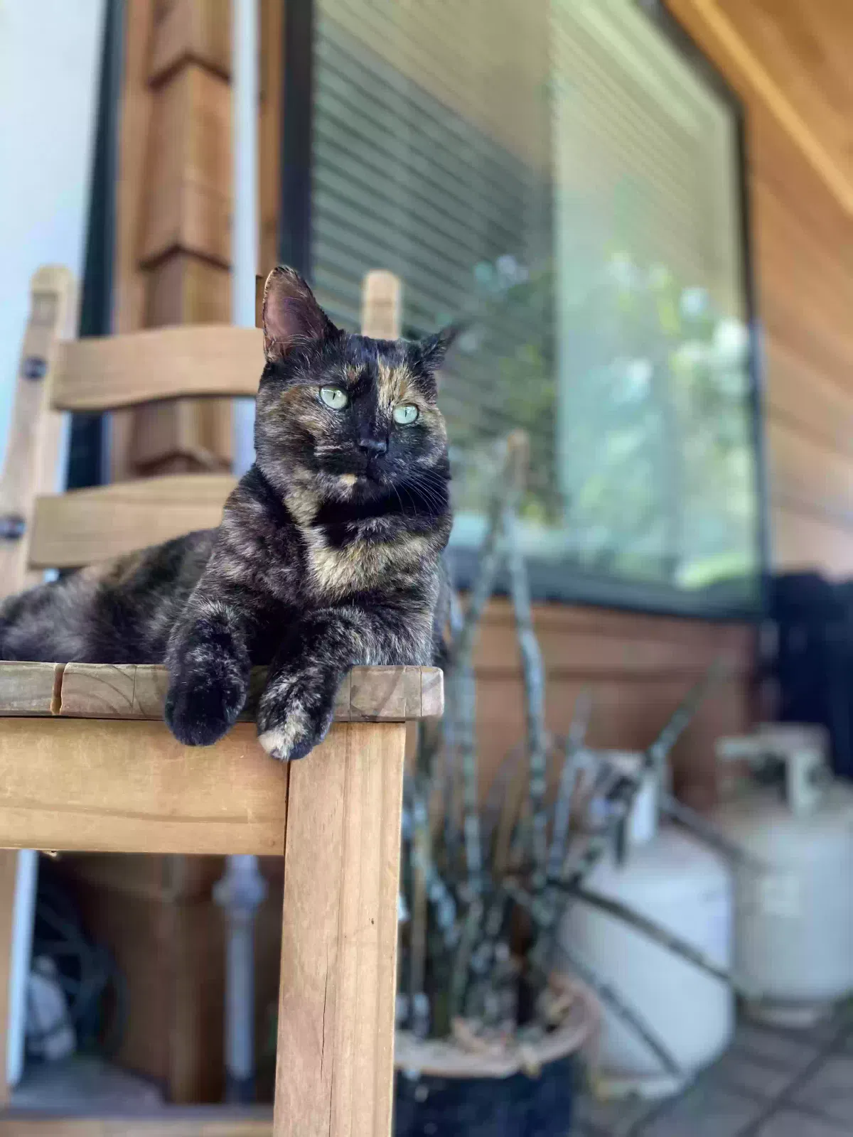 Lost cat in Monrovia, CA, 91016