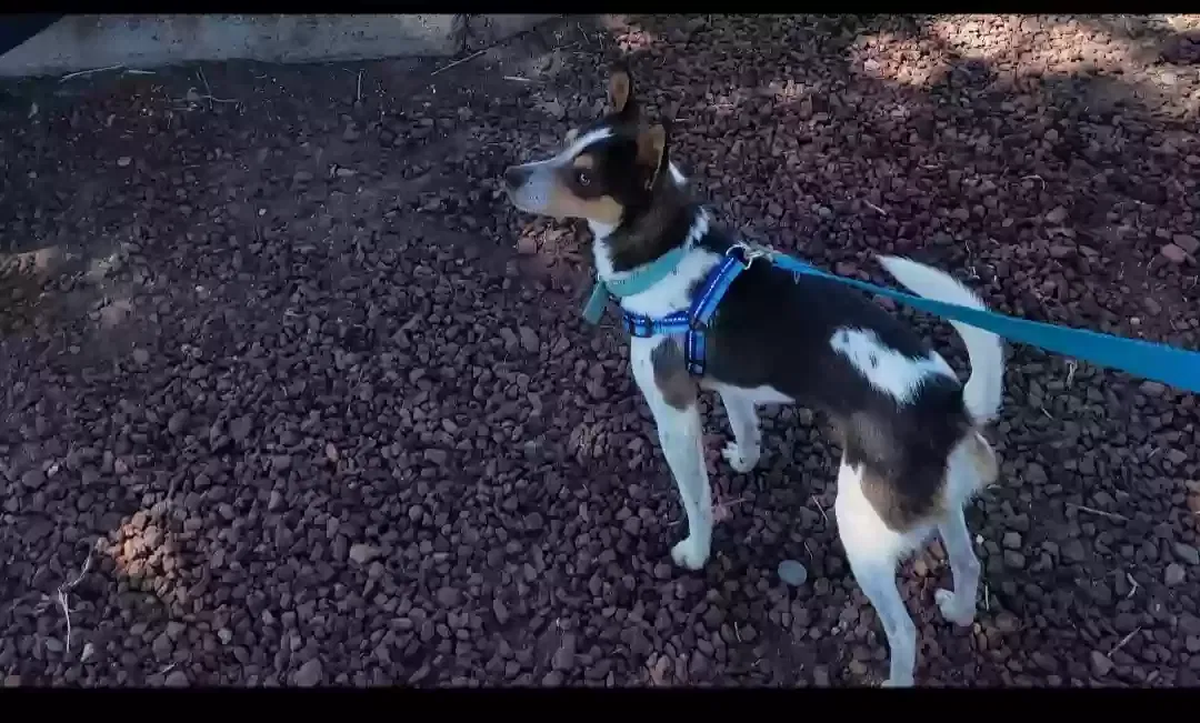 Lost dog in Prosser, WA, 99350