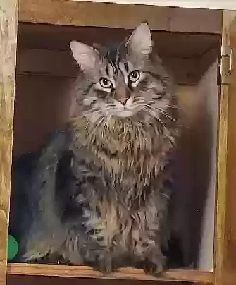 Lost cat in Gainesville, GA, 30507