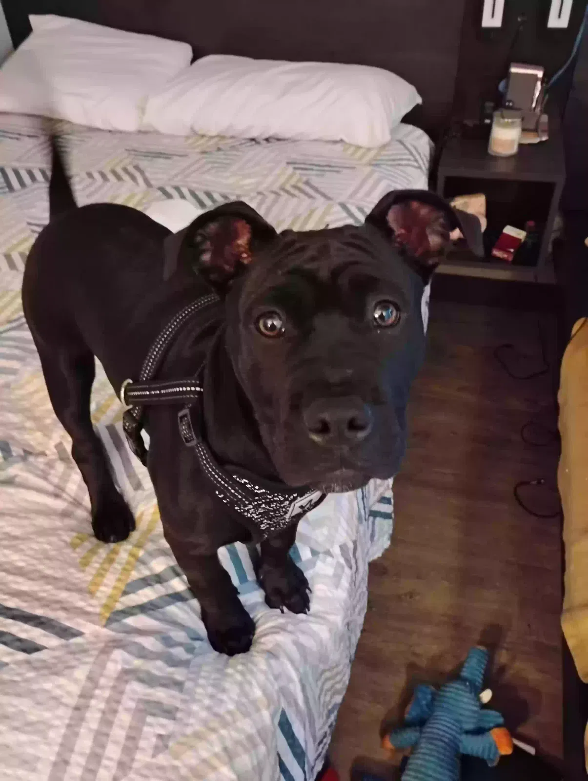 Lost dog in Reno, NV, 89512