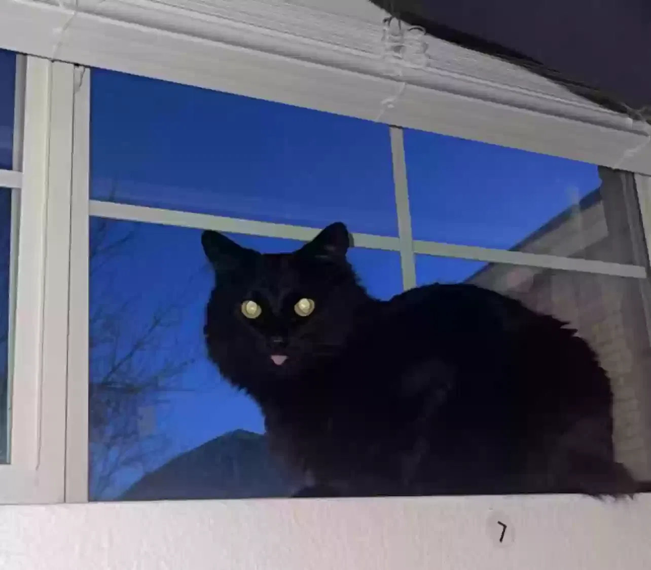 Lost cat in Denver, CO, 80229