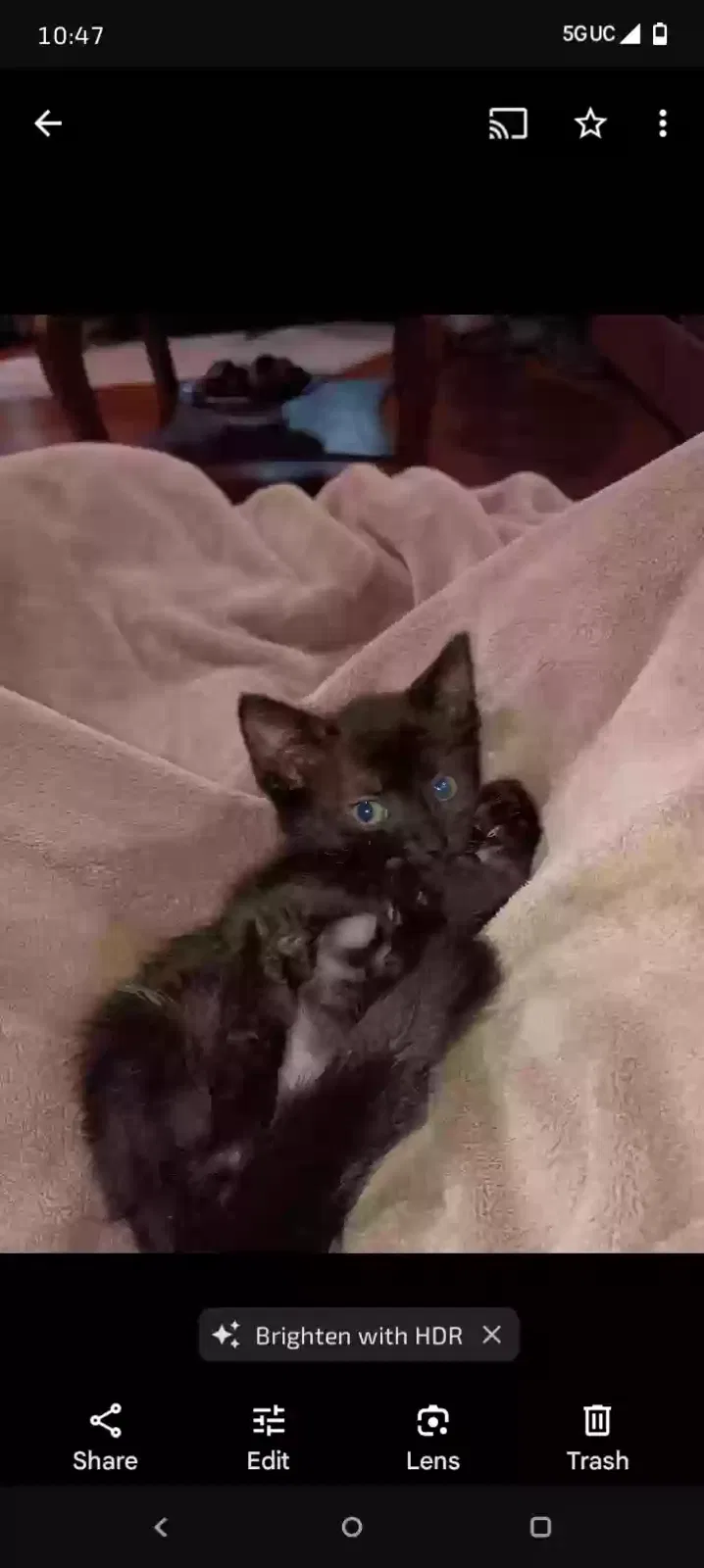Lost cat in Indianapolis, IN, 46227