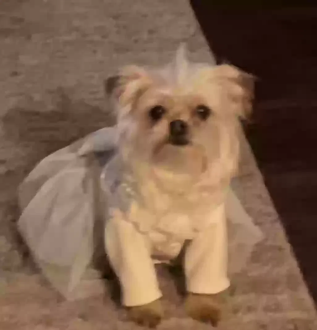 Lost dog in Jacksonville, FL, 32218