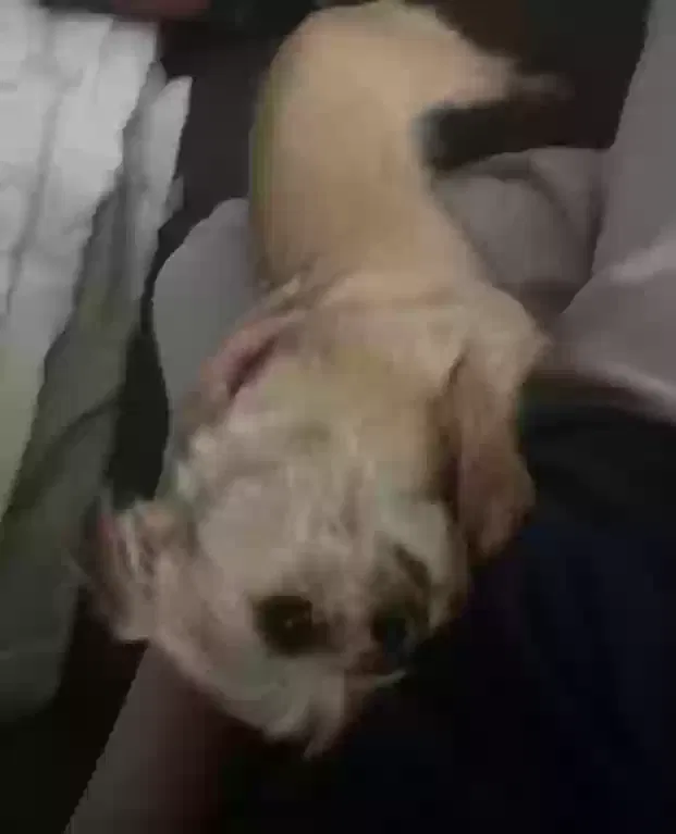 Lost dog in Jacksonville, FL, 32218
