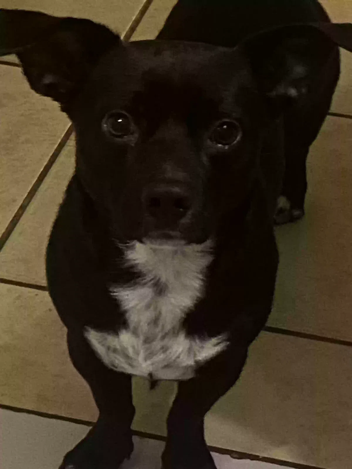 Lost dog in Bradenton, FL, 34207