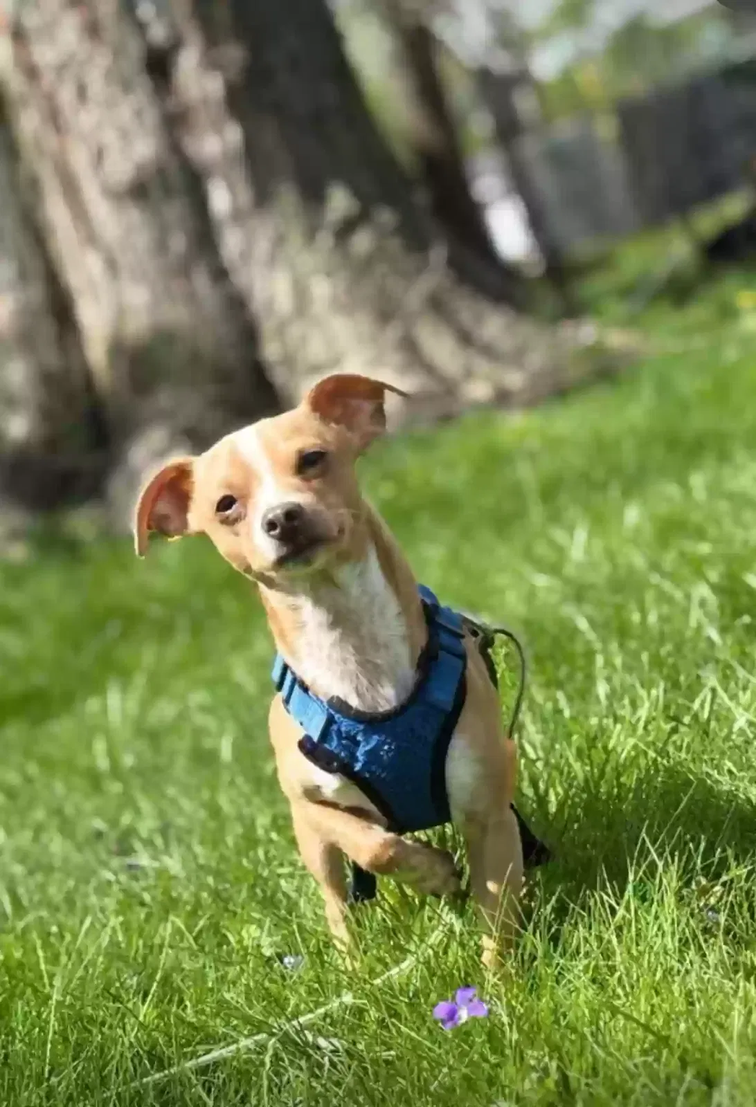 Lost dog in Hammond, IN, 46323