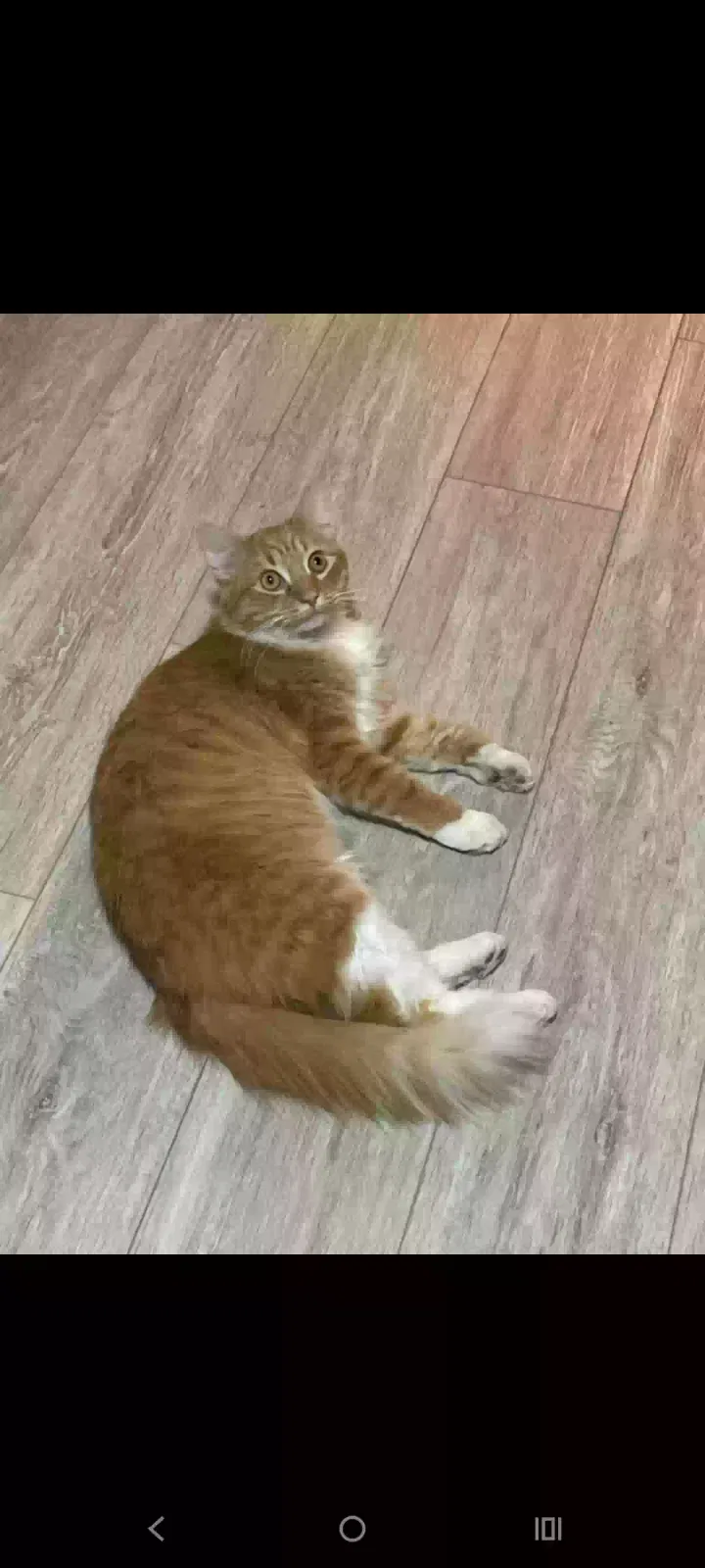 Lost cat in Reading, PA, 19601