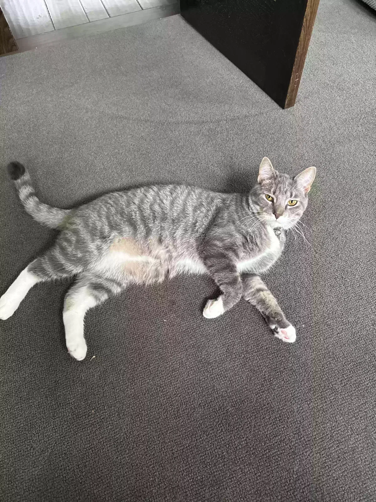 Missing Cat