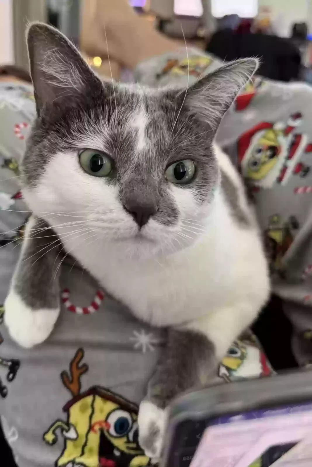 Lost cat in Vernon Hills, IL, 60061