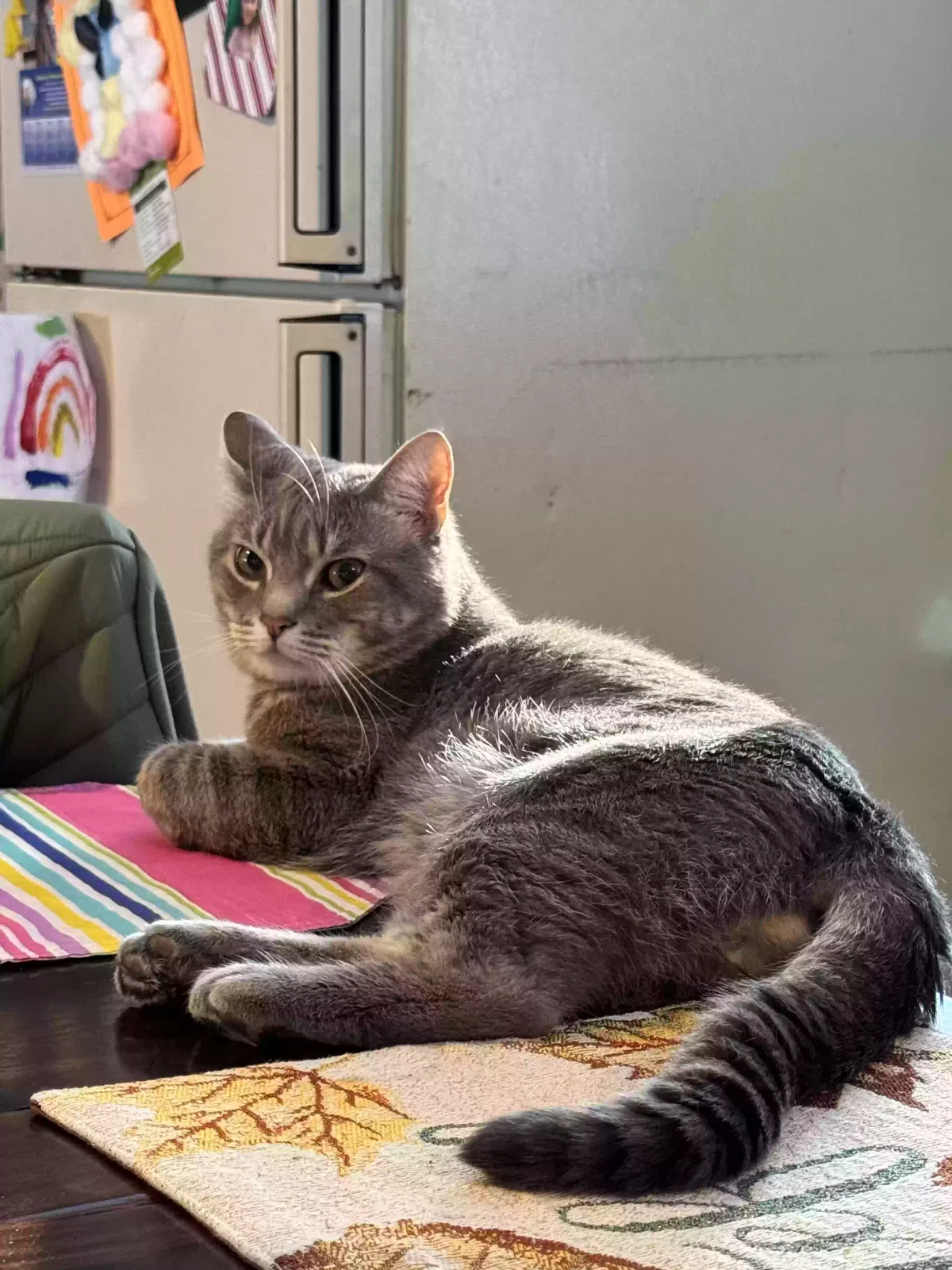 Lost cat in Andover, NH, 3216