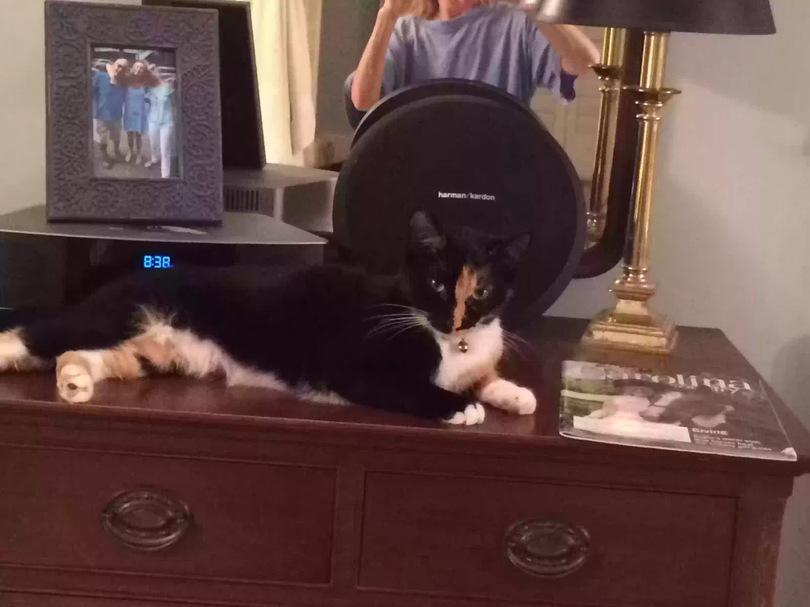 Lost cat in Dallas, NC, 28034