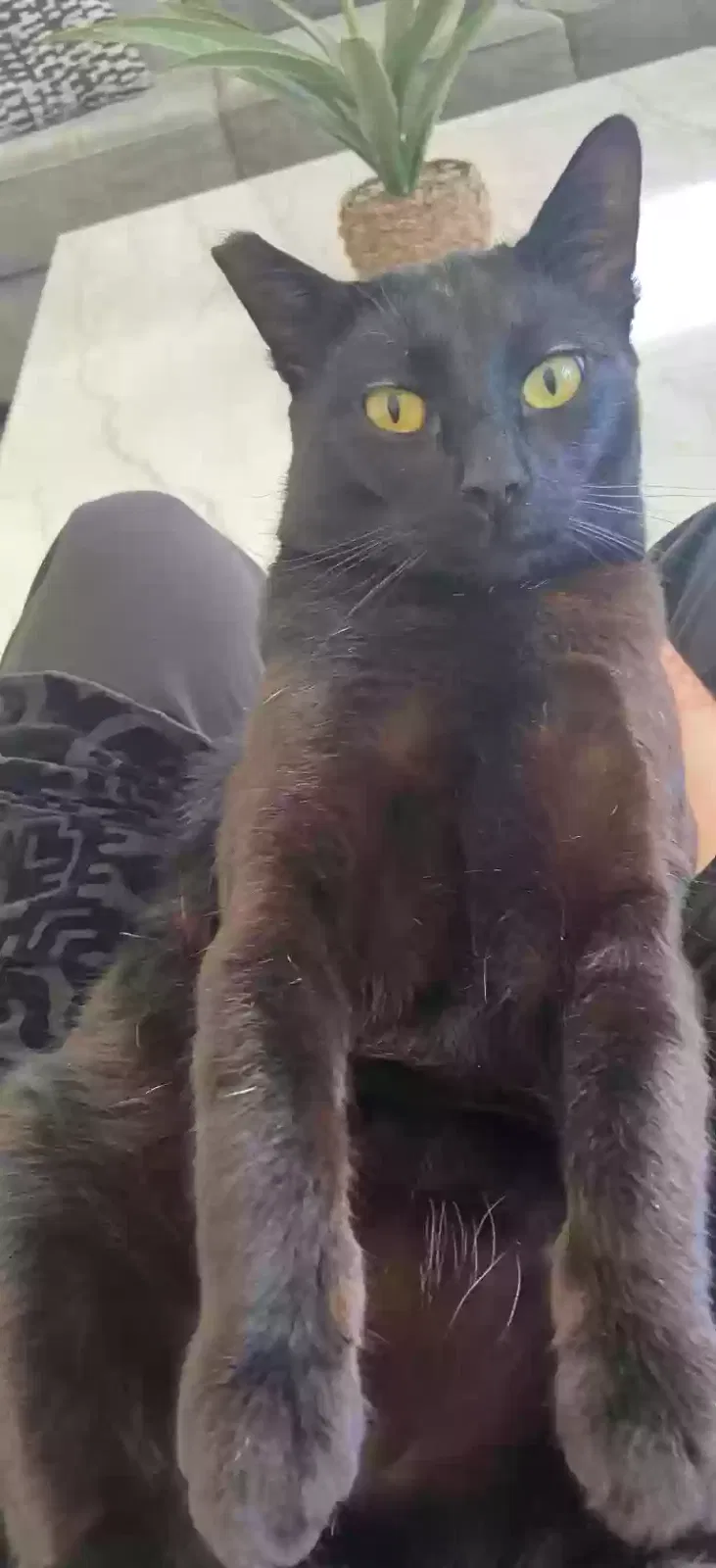 Lost cat in Stockton, CA, 95209