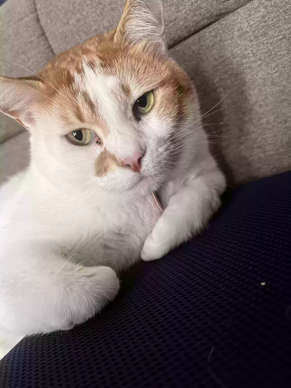 Lost cat in Miami, FL, 33169