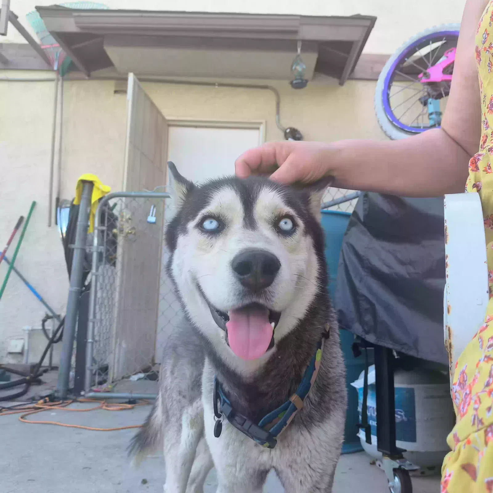 Found dog in Bakersfield, CA, 93306