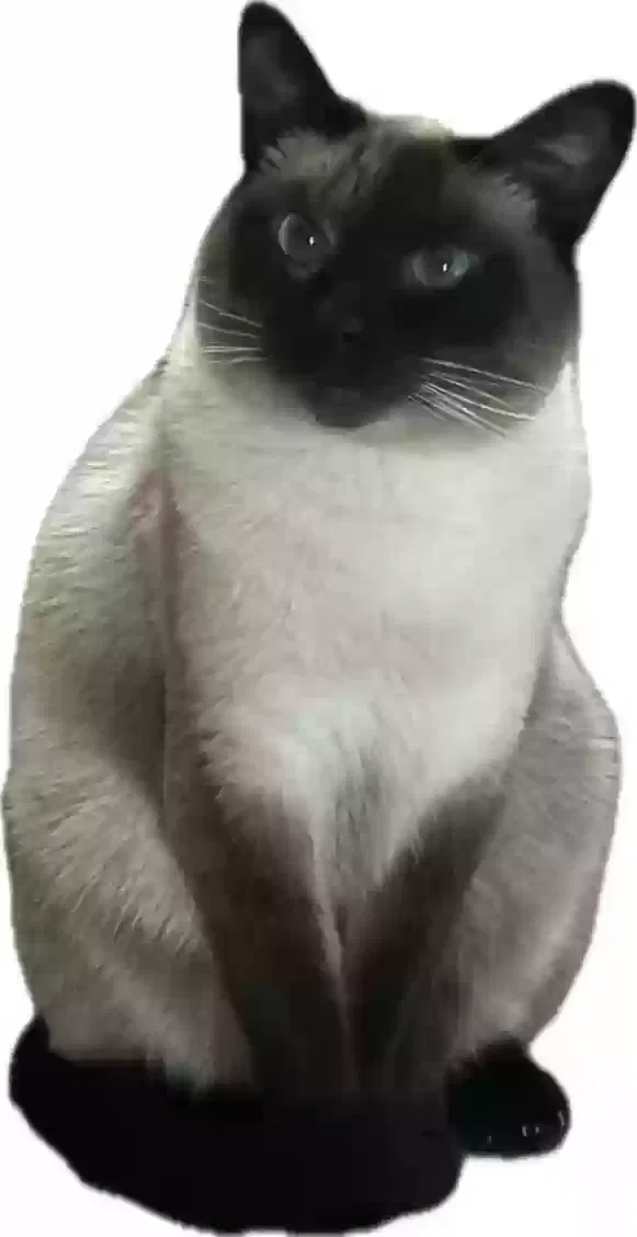 Lost cat in Kansas City, MO, 64129