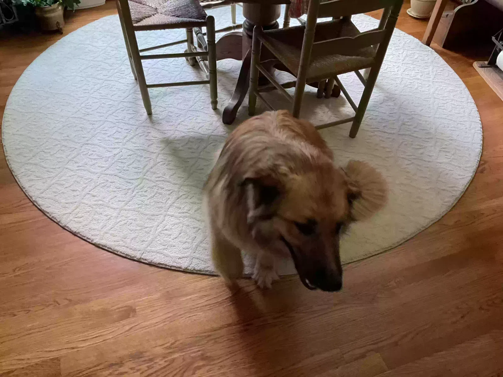 Found dog in Gibsonville, NC, 27249