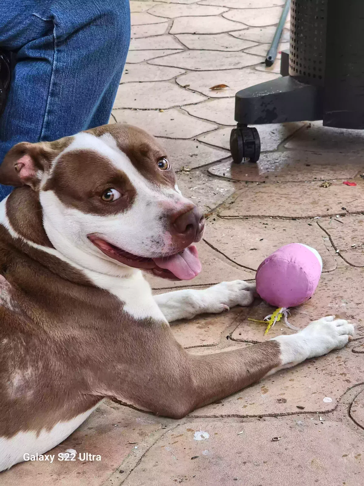 Found dog in Shreveport, LA, 71105