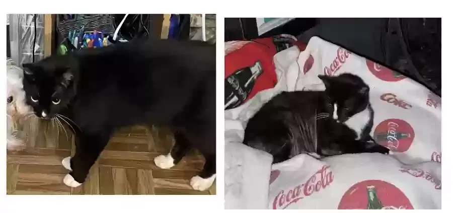 Lost cat in Kissimmee, FL, 34743