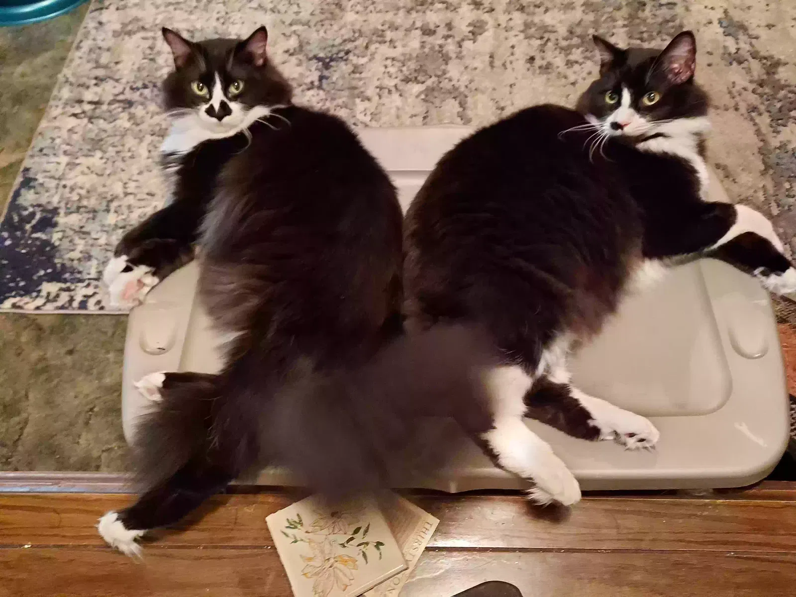 Lost cat in Jacksonville, TX, 75766