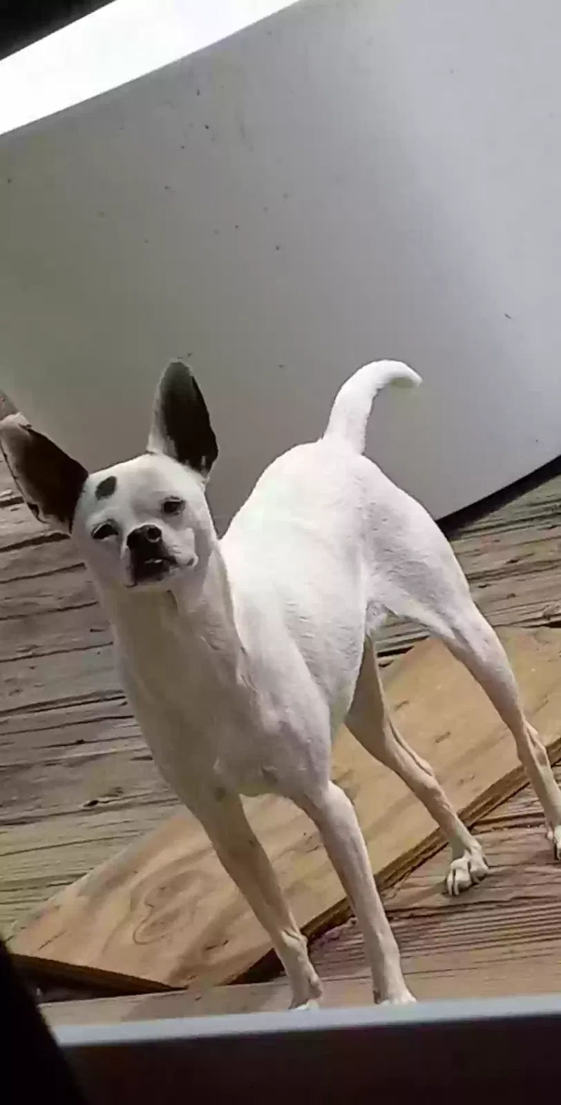 Lost dog in Stockton, CA, 95204