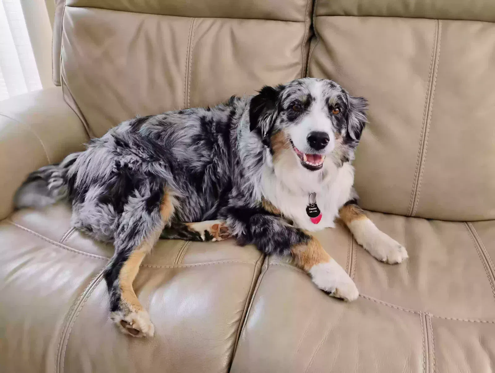 Lost dog in Romance, AR, 72136