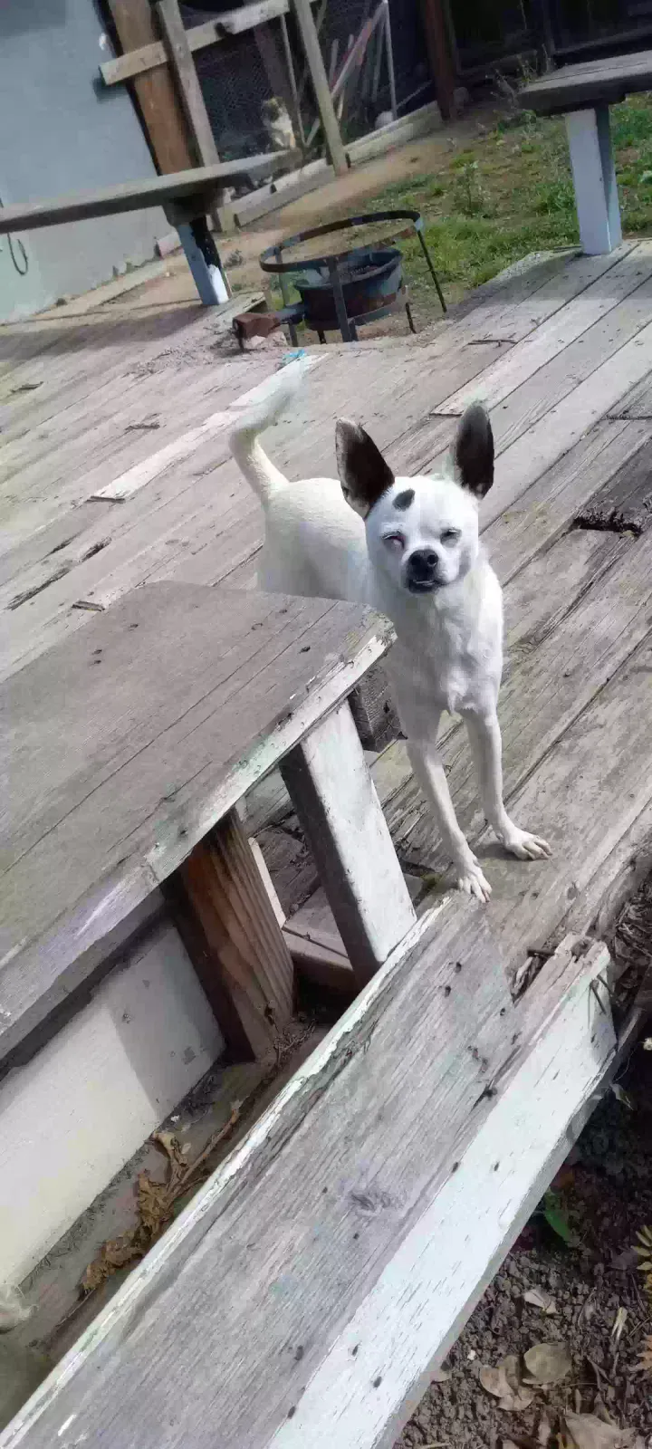 Lost dog in Stockton, CA, 95204