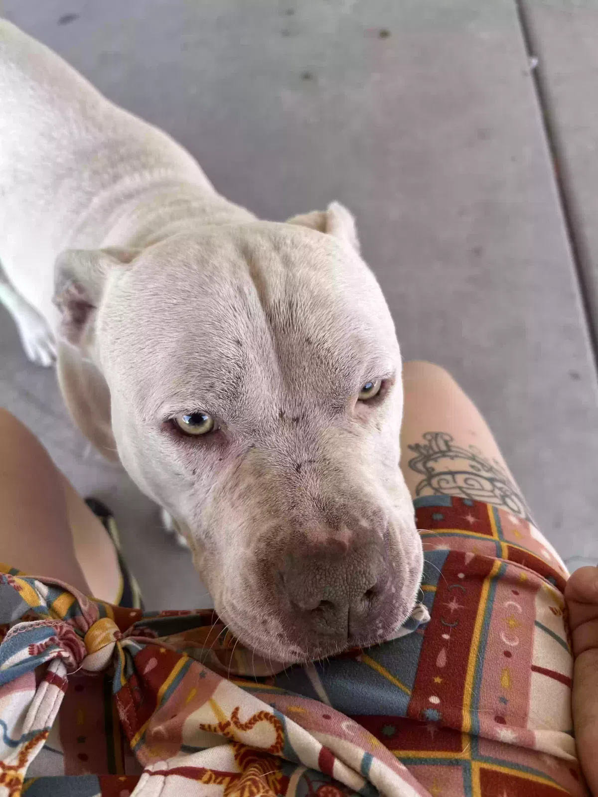 Found dog in Phoenix, AZ, 85009