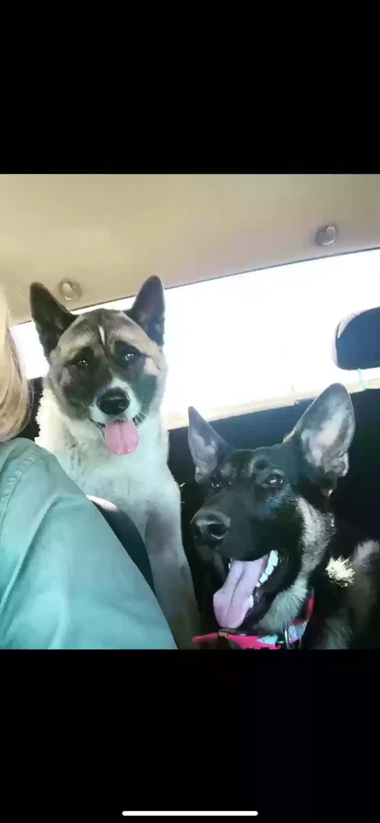 Lost dog in Garden Plain, KS, 67050
